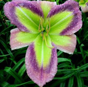 Galactic Green